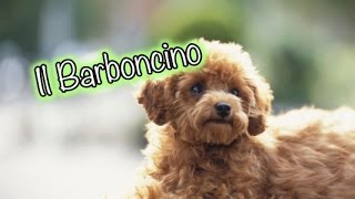 Le razze dei cani IL BARBONCINO [upl. by Fabiano]