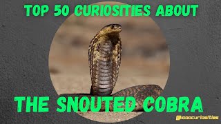 Top 50 Curiosities About the Snouted Cobra [upl. by Ramel]