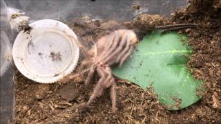 Pterinopelma sazimai molting in time lapse [upl. by Ohl276]