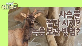 역전의부자농부 274회 사슴 뿔 절각 시기 녹용 보관 방법 [upl. by Iliram]