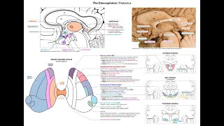 microlecture Diencephalon  Thalamus [upl. by Lemkul]