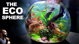 NO FILTER Ecosphere Bowl for Nano Fish Shrimp amp Snails [upl. by Verne222]