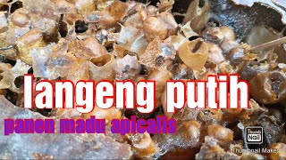 Panen madu kelulut klanceng apicalis [upl. by Portia510]