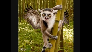 funny and weird animals 7 [upl. by Collin]