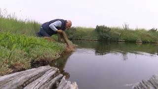 La pêche à languille mise à mal dans les marais du Payré [upl. by Novahc]