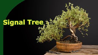 Potentilla as a bonsai [upl. by Sualk]