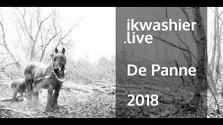 Trekpaarden slepen bomen in Oosthoekduinen  ikwashierlive in De Panne Drafthorses in forestry [upl. by Akienat]