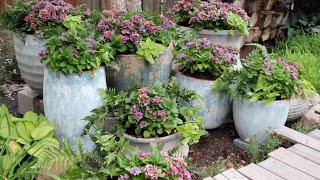 Beautiful Planters in ProgressHydrangeas Ferns amp Potato Vines to the Rescue [upl. by Bevin]