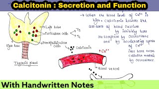 Calcitonin  Secretion and Function [upl. by Kurzawa]