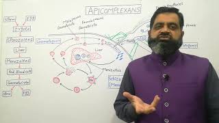 Apicomplexan English medium profmasoodfuzail Life cycle of Plasmodium  Schizogony  Protozoa [upl. by Lashonde]