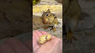 FEEDING CHIPMUNKS PEANUTS 🥜🐿😋 shorts [upl. by Ayouqat]