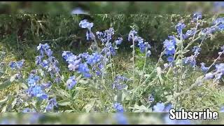 Cynoglossum amabile or Chinese forget me not [upl. by Nisse]