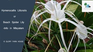 Hymenocallis littoralis  Beach spider lily  Info in malayalam [upl. by Guttery]