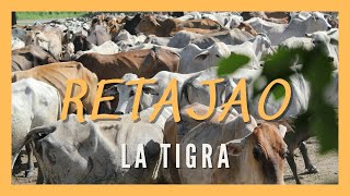 RETAJAO LA TIGRA Llanos colombovenezolanos Videos llaneros Ganadería tropical Trashumancia [upl. by Harland273]