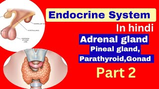 Endocrine system  Adrenal gland  Pancreas  Pineal gland  anatomy and physiology gnm 1st year [upl. by Aneelad178]