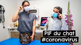 PIF du chat 🐱 coronavirus [upl. by Yenahs]