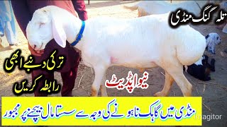 Today Friday dumba Mandi Talagang  new update Cattle Mandi Talagang [upl. by Osborn574]