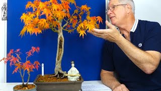 Japanese Maple Bonsai Care Guide Easy Tips for Beginners [upl. by Ispep515]