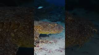 🔥O Wobbegong com borlas Eucrossorhinus dasypogon [upl. by Olraced]