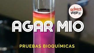 PRUEBA BIOQUÍMICA MIO l Agar MIO MOVILIDADINDOLORNITINA PRUEBAS BIOQUIMICAS MICROBIOLOGIA MIO AGAR [upl. by Zelle]