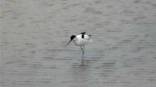 Avocet feeding [upl. by Mikol670]