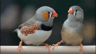 Zebra finch Aviary  keeping Zebra Finches cage size with exercise [upl. by Eve540]