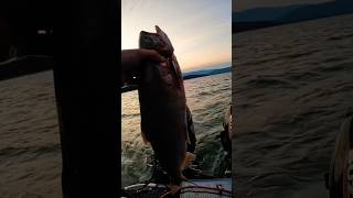 Sockeye Salmon Fishing in Washington State 🎣 [upl. by Brew505]