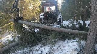 Harvesting firewoodwind blown trees 550xp mk II Zetor 8045 [upl. by Banebrudge714]