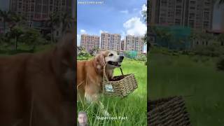 dog funny withsofia alexandsofia [upl. by Hisbe357]