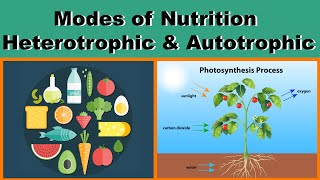 Modes of Nutrition  Heterotrophic amp Autotrophic  Biology  Science  Letstute [upl. by Eirolav]