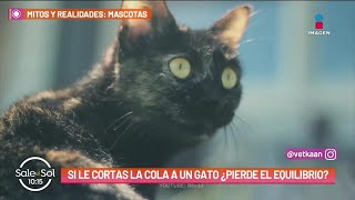 ¿Qué le pasa a un gato si se le corta la cola  Mitos y Realidades  Sale el Sol [upl. by Argent]