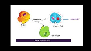 Clonal Selection Theory [upl. by Renault]