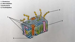 Como dibujar la Membrana Celular y sus partes 🔬 [upl. by Sirap]