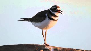 Killdeer Song [upl. by Hgielrebmik]