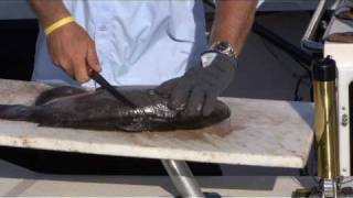 The BEST Way to Fillet Catfish [upl. by Osric]