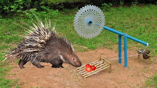 EASY PORCUPINE TRAP Creative DIY Porcupine Trap Using Cutter With PVCr Work 100 [upl. by Derfiniw]