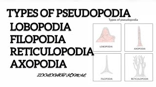 Types of pseudopodia Locomotion in Amoeba filopodia lobopodia Axopodia bsczoology protozoa [upl. by Lathrope]