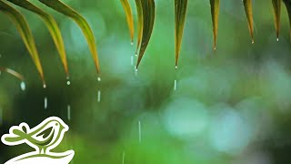 Rainy Piano Radio 🌧️ Relaxing Music with Rain Sounds 247 [upl. by Berger742]