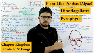 DinoFlagellates  Pyrophyta  Plant like Protists Algae  Chapter protista and Fungi [upl. by Peddada]