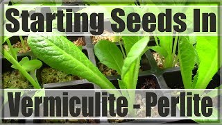 Starting Seeds Under Vermiculite  Perlite [upl. by Yer823]