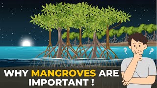 Why Mangroves are Important  Mangroves  The Planet Voice [upl. by Aliak574]