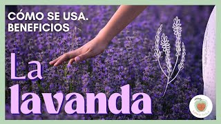 LA LAVANDA o ESPLIEGO Sus BENEFICIOS para tu Salud [upl. by Troxell]