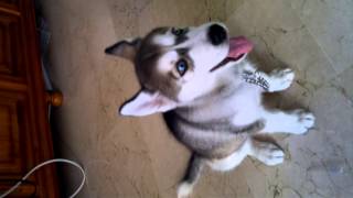 Cachorro de husky aullando [upl. by Estell]