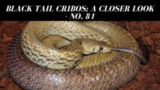 Black Tail Cribos A Closer Look  no 81 [upl. by Oiramaj]