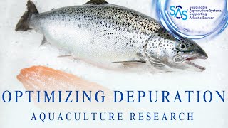 Growing a Tasty Fish Optimizing the Depuration Process in Recirculating Aquaculture Systems [upl. by Yhtnomit]