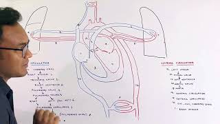 Pulmonary Circulation Systemic Circulation Bronchial Circulation [upl. by Mor533]