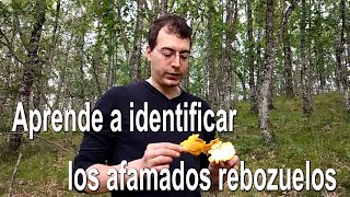 Identifica los rebozuelos Cantharellus pallens  válido también para C cibarius  Identificación [upl. by Laamak]