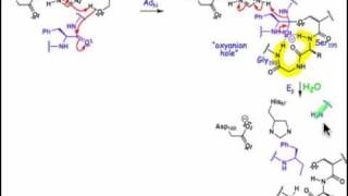 2106 Serine and Cysteine Proteases [upl. by Ahtis482]