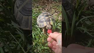 Meine Schildkröte Neele turtle tortoise animals cute [upl. by Tobin]