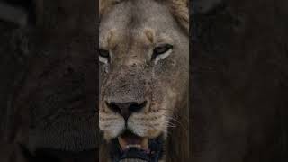 Gaze of a Northern Black Male Lion After a Feast Up Close in Thornybush Game Reserve wildlife [upl. by Aziar]